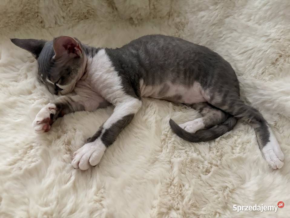 Devon Rex cudowny Kocurek bicolor niebieski Ustroń sprzedam