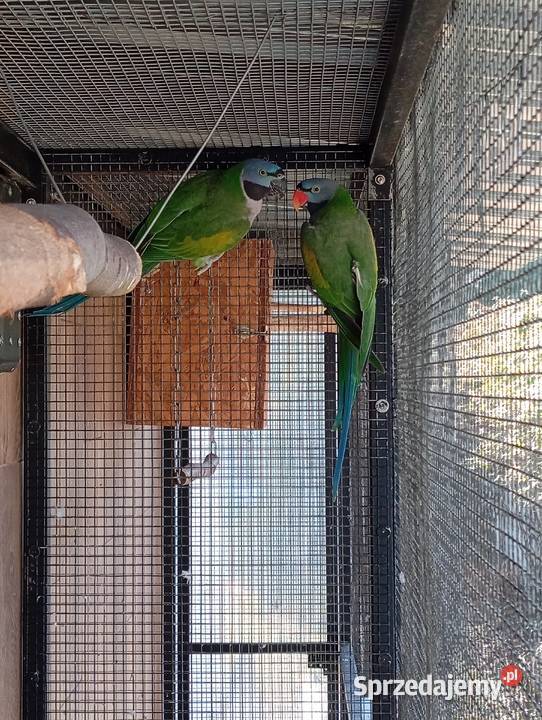 Aleksandretty chińskie parka gotowa na lęgi