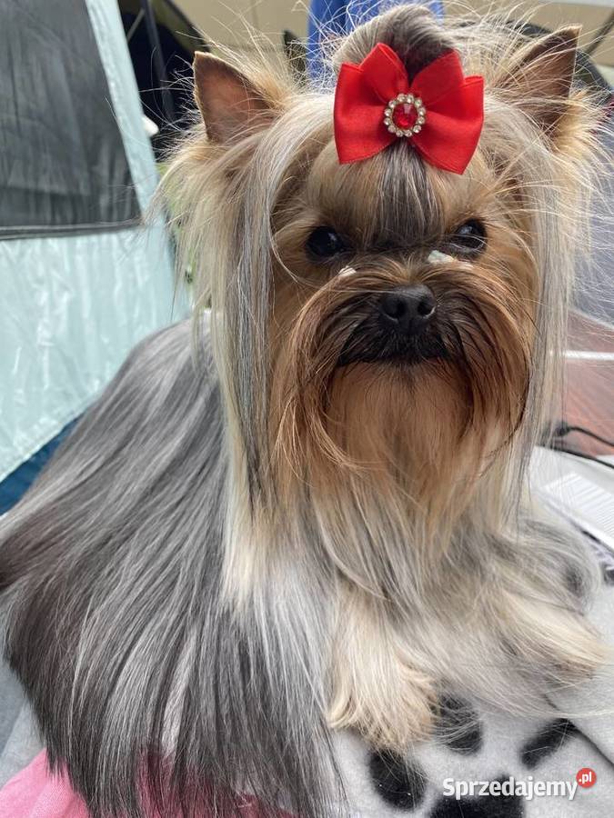 Yorkshire Terrier piesek sprzedam