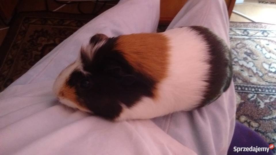 Świnka morska Warszawa