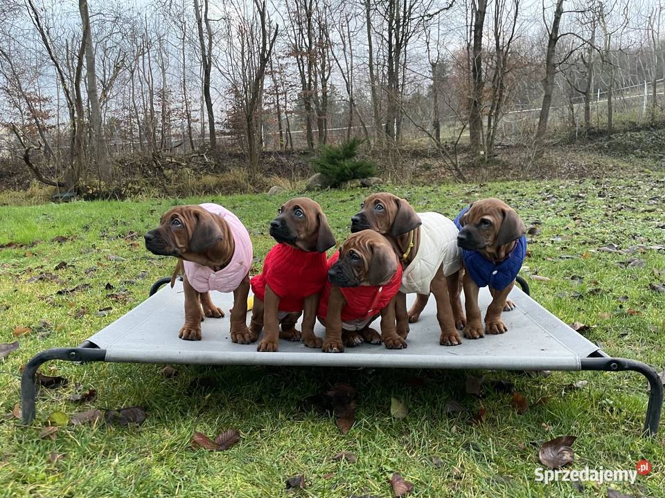 Rhodesian Ridgeback szczenięta gotowe do odbioru