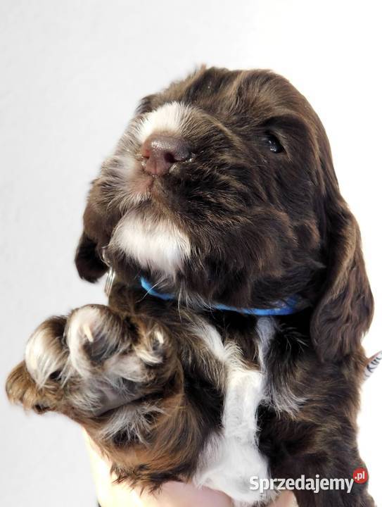 Cocker spaniel angielski Ostrowiec Świętokrzyski