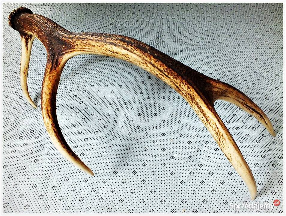 Duże poroże jelenia waga 1300g długość 64 Stan Dekoracje i ozdoby lubuskie Żary