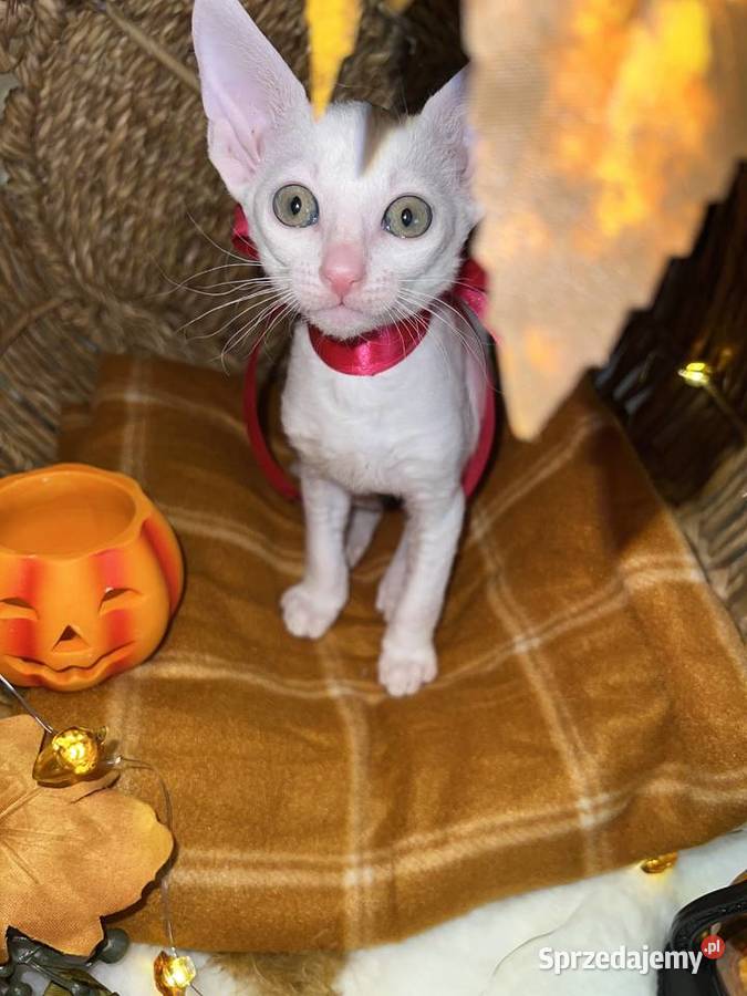 Cornish rex kotka dziewczynka cudowna do sprzedam