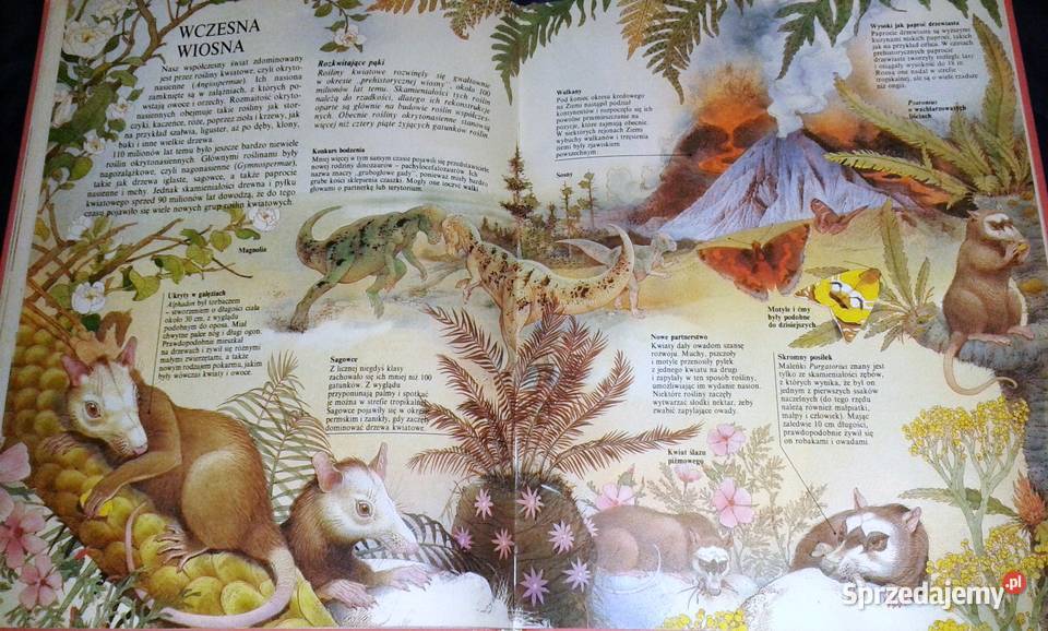 Życie prehistoryczne Steve Parker Chełm