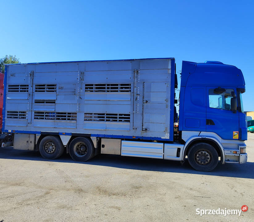 Scania R500 Pezzaioli 3 poziomy żywca zwierząt sprzedam