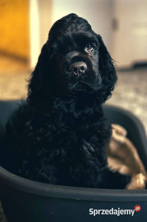 szczenięta cocker spaniela amerykańskiego Cocker Spaniel sprzedam