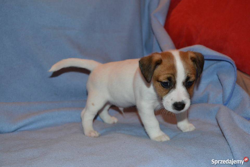 JACK RUSSELL TERRIER ZKwP FCI Lublin