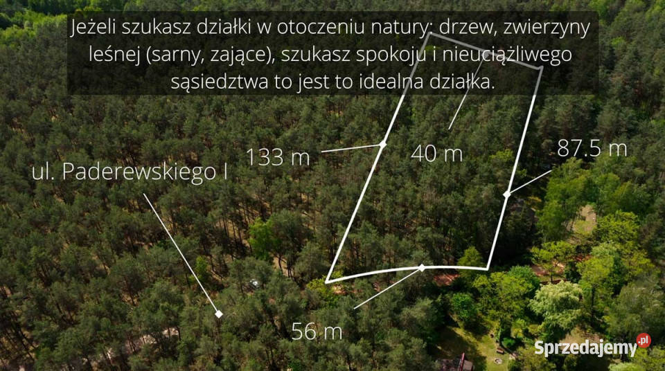 Działka leśna z możliwością zabudowy w MPZP 50zł/m2 Rynia