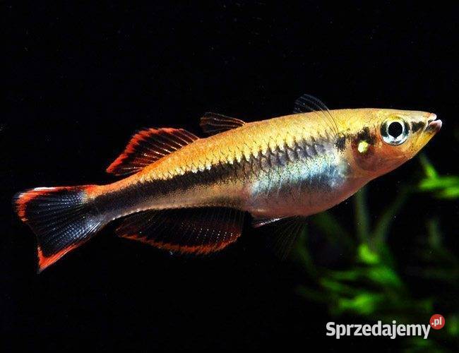 Bedocja madagaskarska Aterynka Bedotia geayi Gdańsk