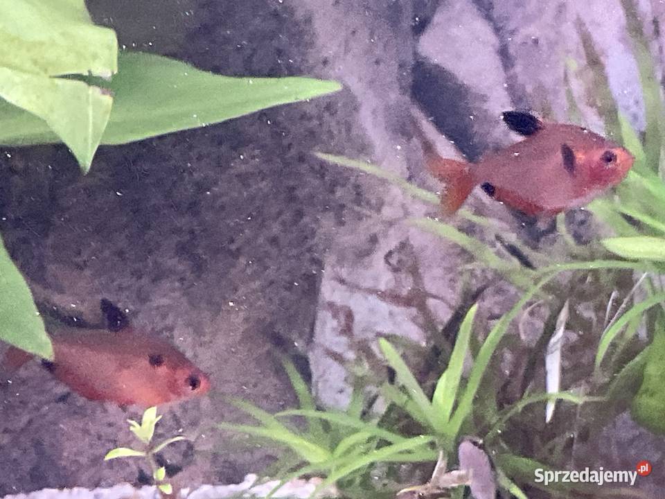 Sprzedam rybki 8 sztuk 30 Sosnowiec