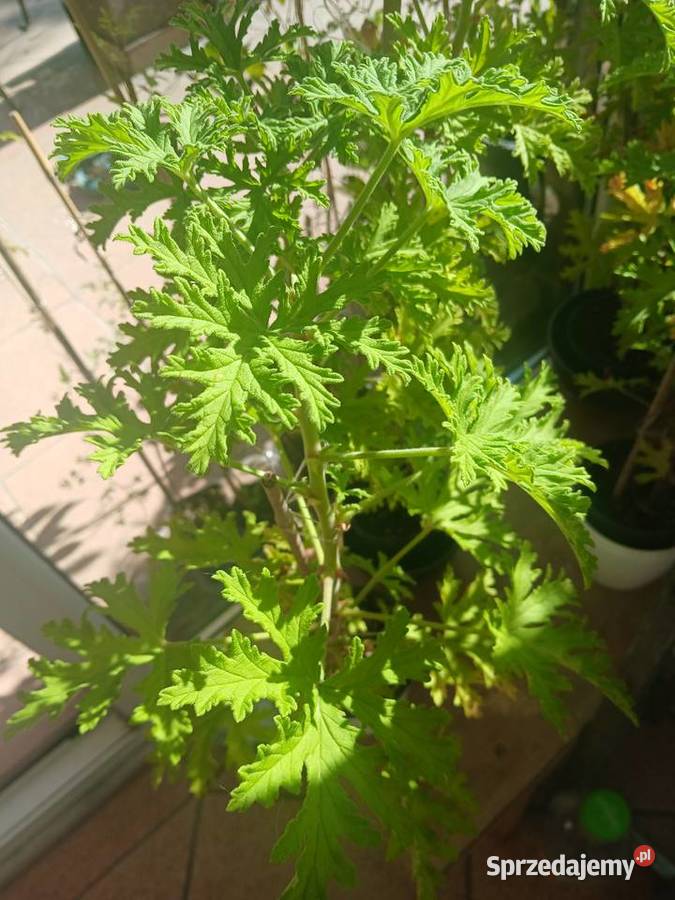 geranium anginka zielony Nowy Sącz