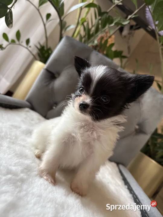 Papillon Spaniel Kontynentalny Miniaturowy Dudki