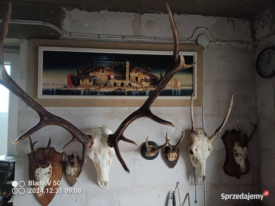 Poroże jelenia z czaszką Wyszków