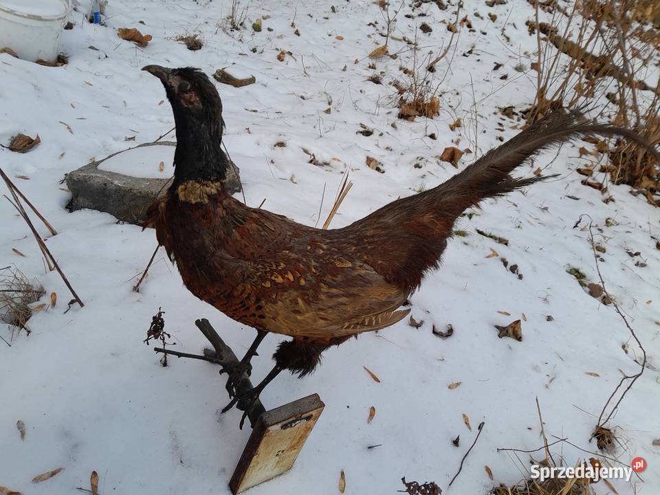 bazant lowny vintage prl wypchany Sosnowiec