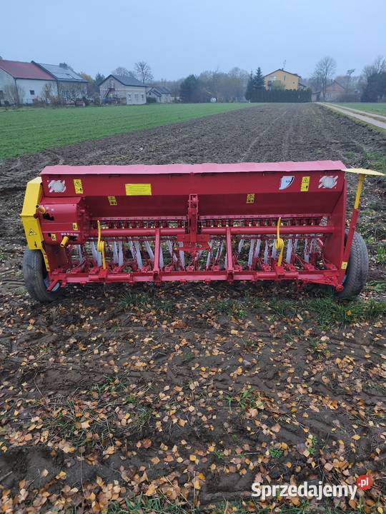 Siewnik poznaniak Płońsk