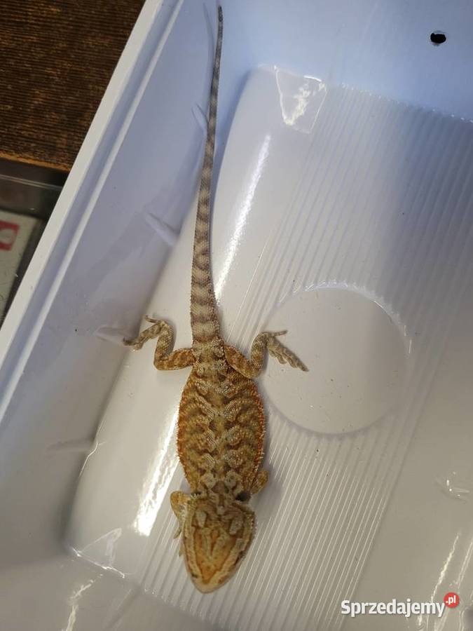 Agama Brodata Red Sklep Zoologiczny Katowice