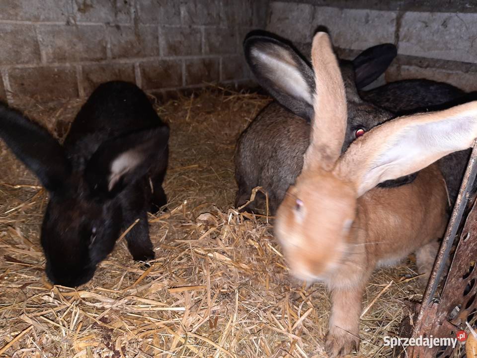 Sprzedam króliki Strzeszkowice sprzedam