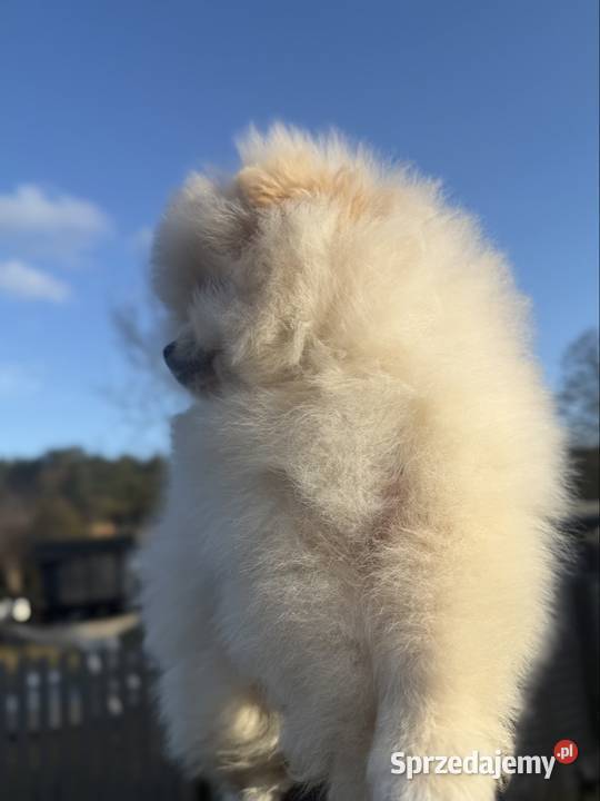 Szpic miniaturowy Pomeranian Gorzów Wielkopolski sprzedam