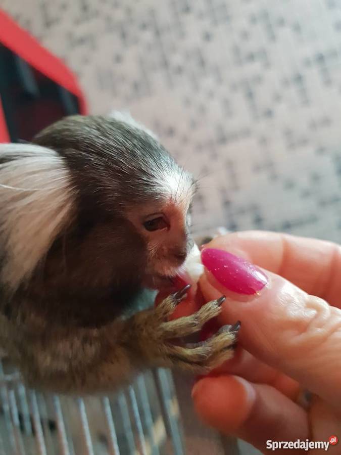 Małpki Marmozeta klatka zachodniopomorskie