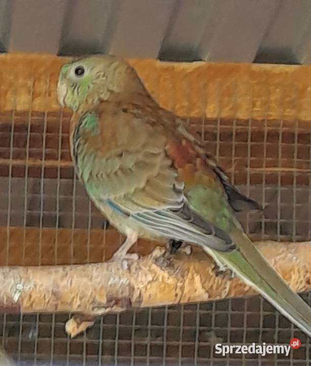 Świergotki zmienią woliere małopolskie