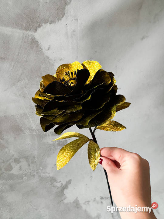 Kwiatek czarnozłoty rozmiar M Kompozycje kwiatowe Dekoracje i ozdoby lubuskie Zielona Góra
