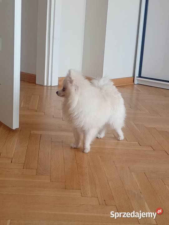 Szpic miniaturowyPomeranian Łowicz