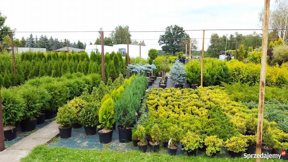 Świerk Koster Hoopsii niebieski szczepiony łódzkie