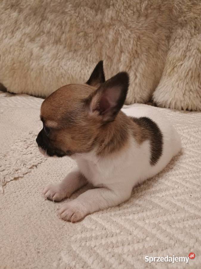 Chihuahua XS chłopiec Diament łódzkie Kleszczów sprzedam