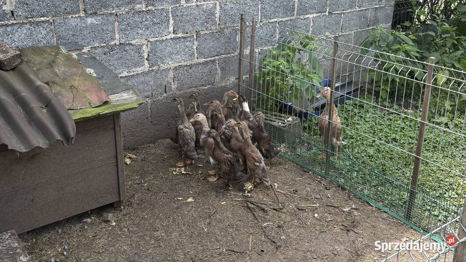 Młode kaczki bieguski matka Siewierz