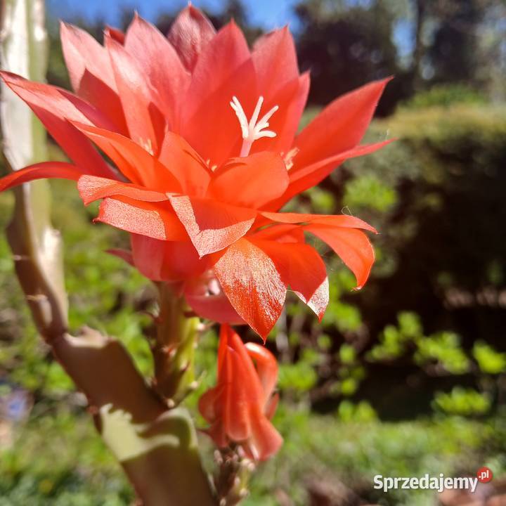 Epiphyllum kaktus kwitnący epifilum Nowy Sącz