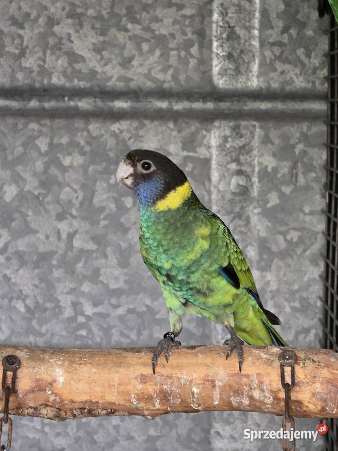 Rozelle czarnogłowe Kragen 2025r Ulanica