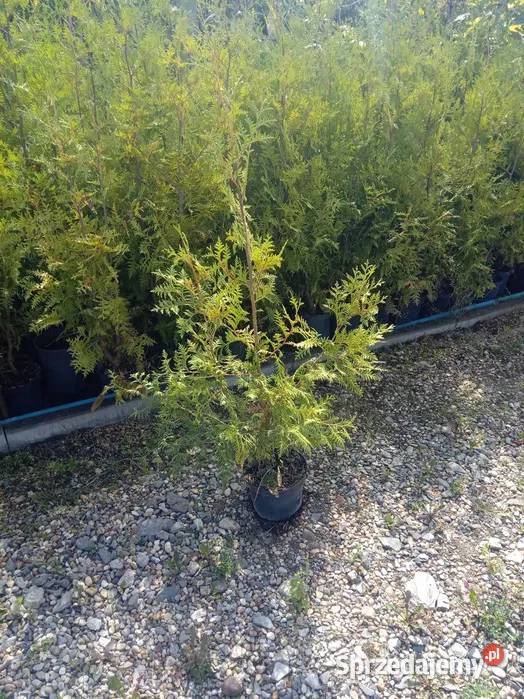 Tuja Brabant Żywotnik zachodni 80100 doniczka Warta sprzedam