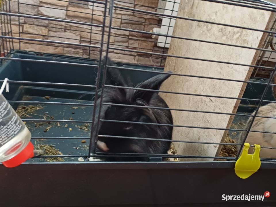 Króliki Miniaturki 2 sztuki z klatką Koźmin Wielkopolski