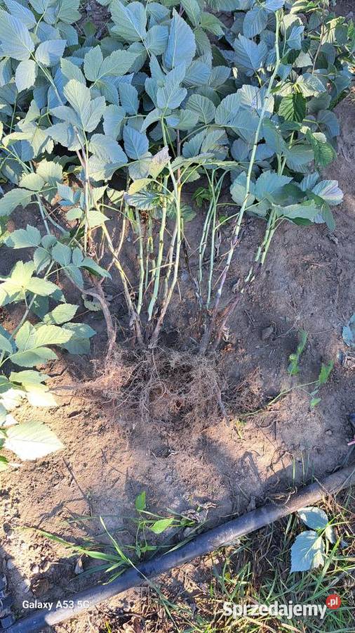Sadzonki maliny letniej glen Zwoleń sprzedam