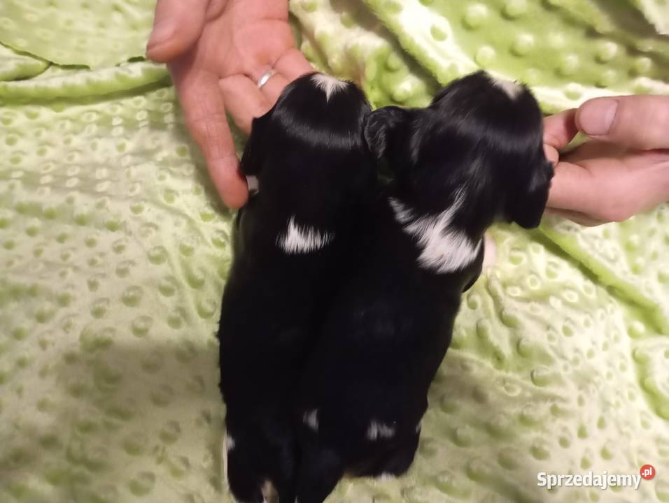 Cavalier King Charles Spaniel FCI Cavalier King Charles Spaniel Będzin