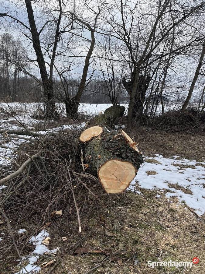 Kloc wierzby 2 do 25 kubika Opał Zakliczyn