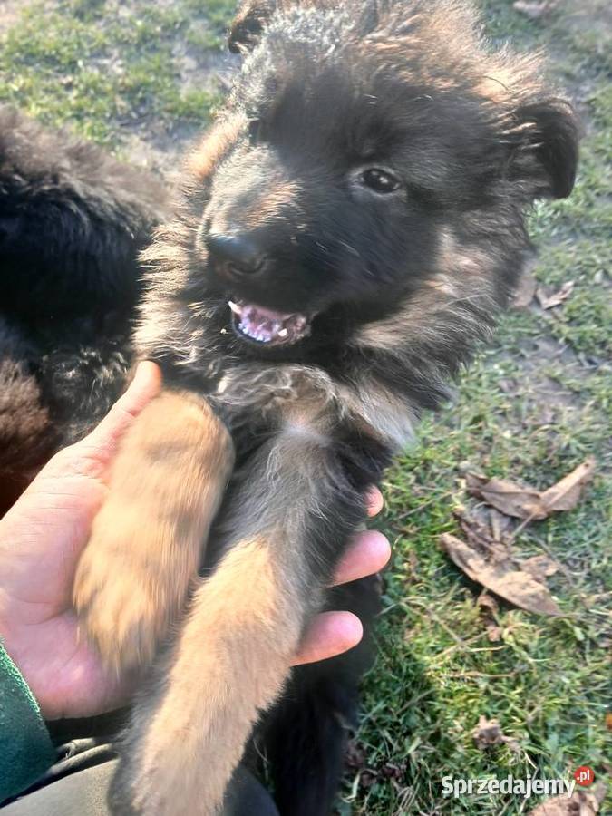 Sprzedam szczeniaki rasy owczarek niemiecki Busko-Zdrój