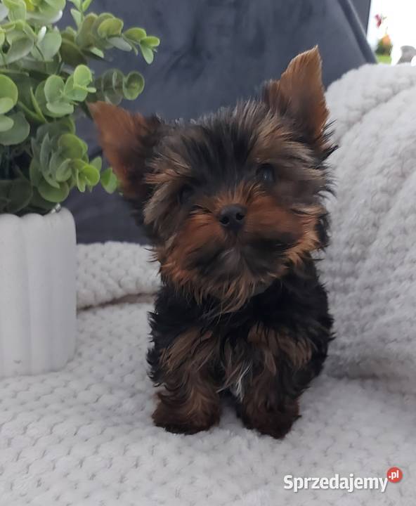 Piękny piesek yorkshire terrier dolnośląskie Brzeg Dolny