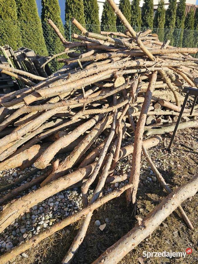 Sosna galeziowka pocięta Inowrocław sprzedam
