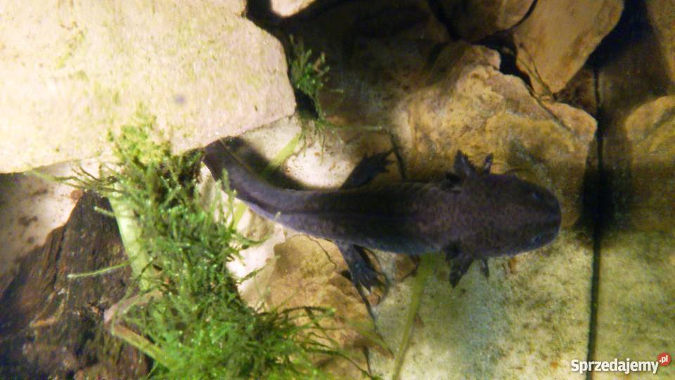Aksolotl meksykański Katowice sprzedam