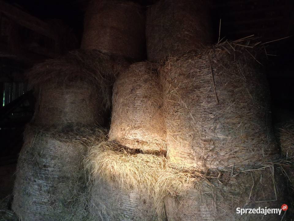 Bele siana Szczepki sprzedam