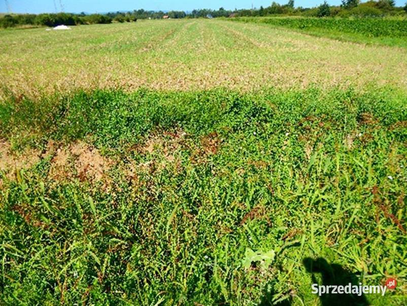 Syndyk sprzeda 3096 udziału w działce w Iwoniczu 4800m2 Grunty i działki podkarpackie