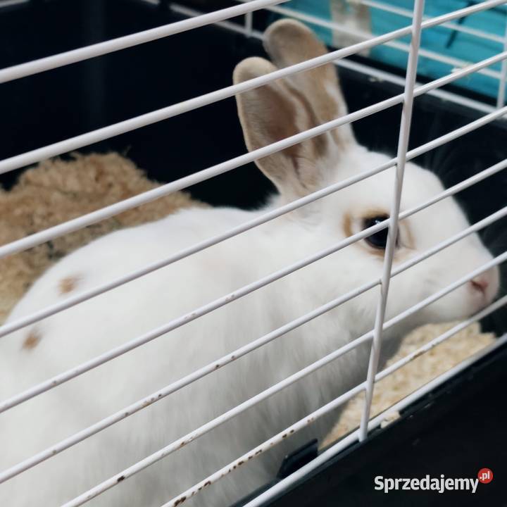 Królik miniaturka samiczka młoda Gryzonie Gdynia sprzedam