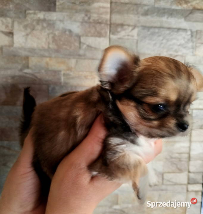 Chihuahua maleńki piesek długowłosy Konin