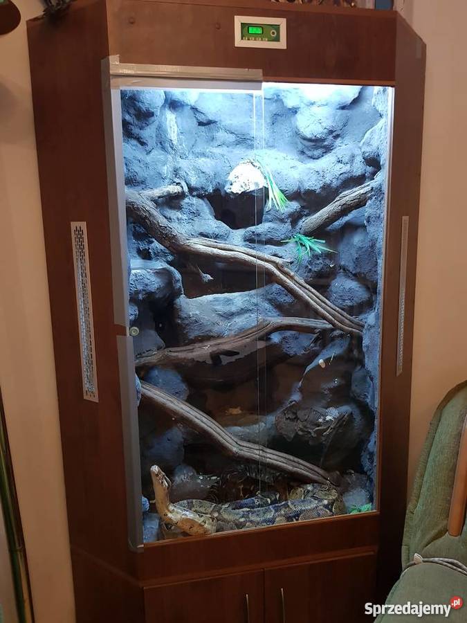 Sprzedam węża boa dusiciela samica z terrarium