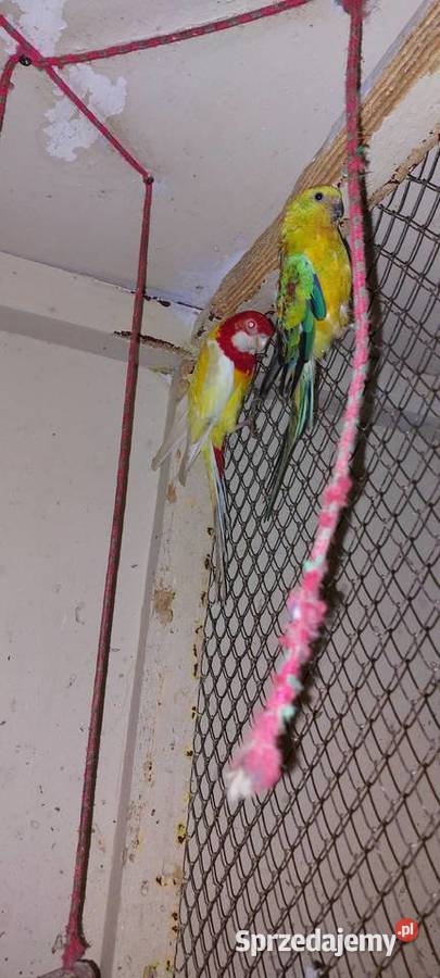 Rozella białolica samiec Łużna