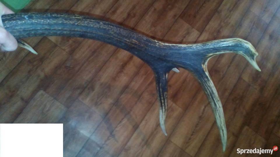 Tegoroczne poroże jelenia 14stak Para podkarpackie Sanok