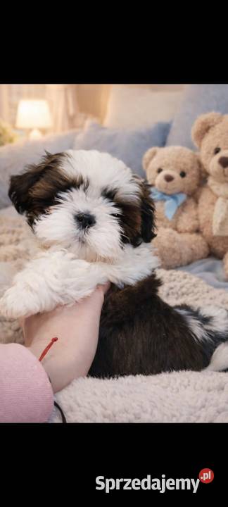 Shih tzu piesek łódzkie Mokrsko