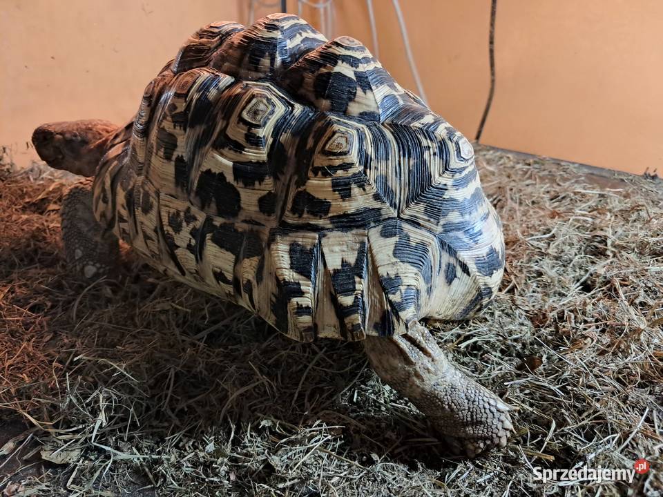 Żółwie lamparciepara Pozostałe małopolskie Niepołomice